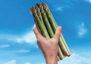 Aspalim Variété d'asperge créneau précoce