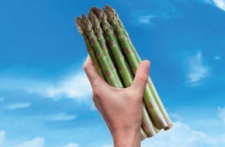 Aspalim Variété d'asperge créneau précoce