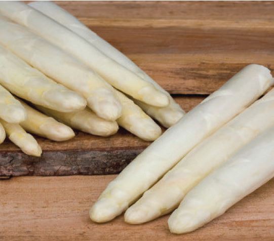 Cygnus Variété d'asperge créneau Mi-saison