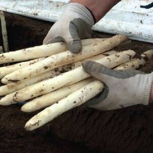 Daleza Variété d'asperge créneau mi-précoce