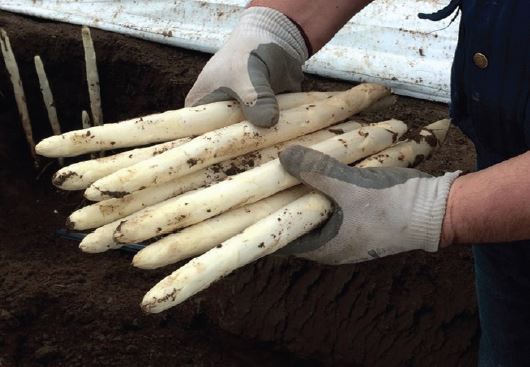 Daleza Variété d'asperge créneau mi-précoce