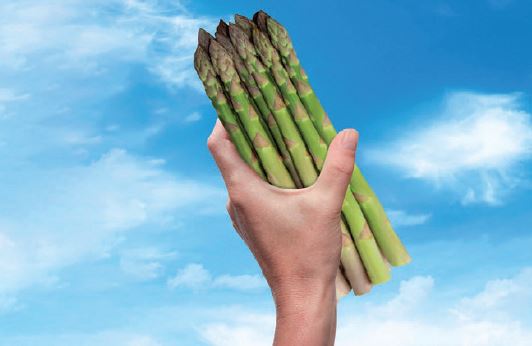 Javelim Variété d'asperge créneau mi-précoce