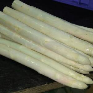 Maxlim Variété d'asperge créneau Mi-précoce