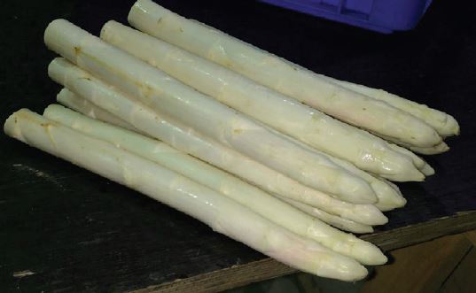 Maxlim Variété d'asperge créneau Mi-précoce