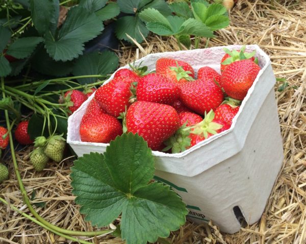 Allégro Variété de fraise créneau très précoce