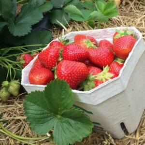 Allégro Variété de fraise créneau très précoce