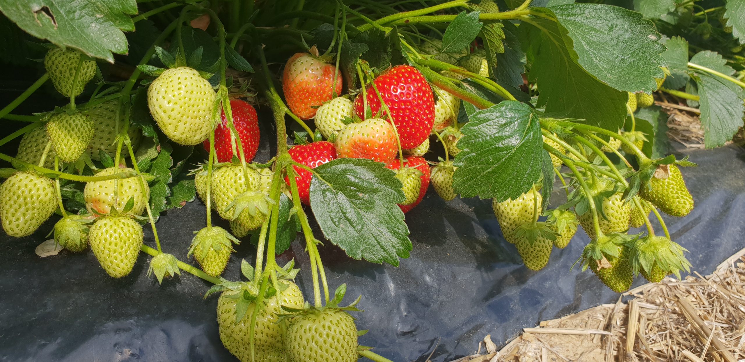 Allégro Variété de fraise créneau très précoce