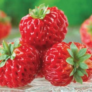 Anared Variété de fraise spécifique