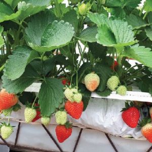 Bravura Variété de fraise créneau précoce