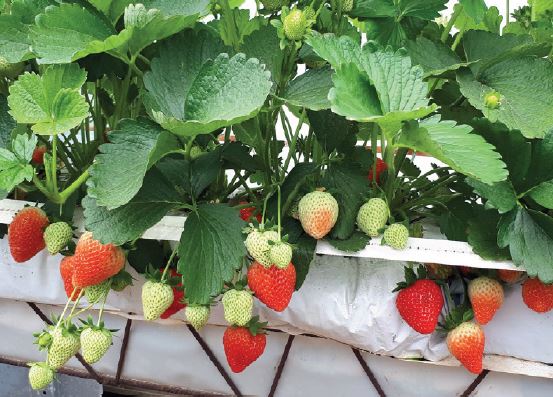 Bravura Variété de fraise créneau précoce