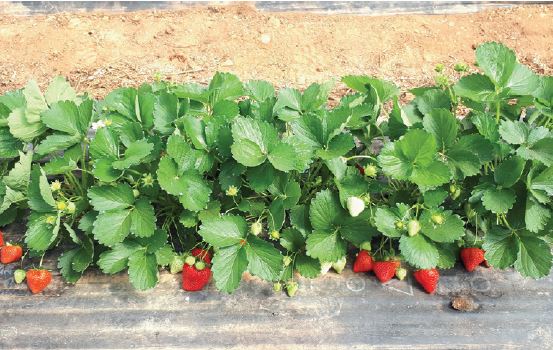 Bravura Variété de fraise créneau précoce