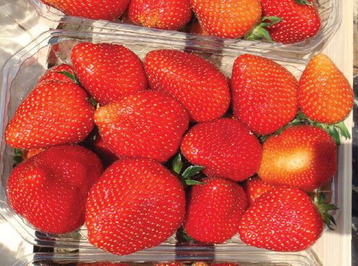 Candiss Variété de fraise créneau mi précoce