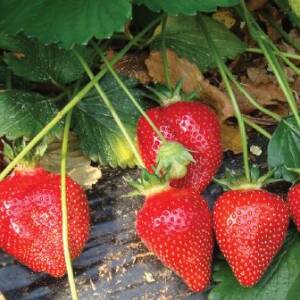 Candiss Variété de fraise créneau mi précoce