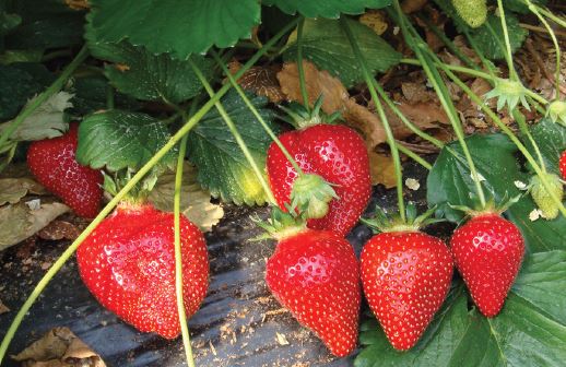 Candiss Variété de fraise créneau mi précoce