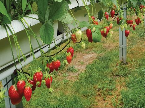 Chloe Variété de fraise créneau mi précoce