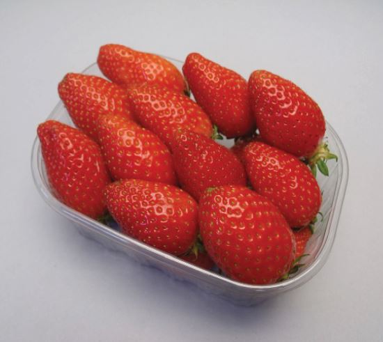 Ciflorette Variété de fraise créneau mi-précoce
