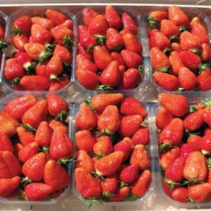 Cigaline Variété de fraise créneau mi-précoce
