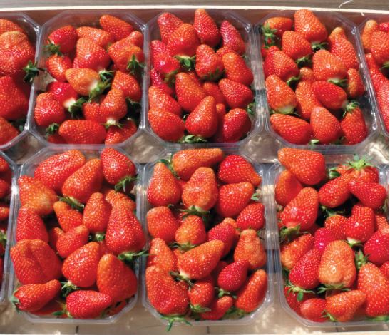 Cigaline Variété de fraise créneau mi-précoce