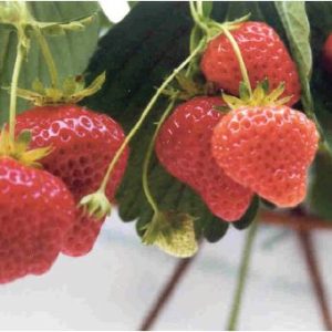 Cijosée Variété de fraise créneau remontante