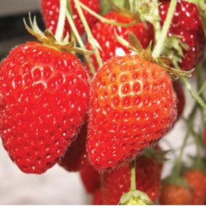 Cirafine Variété de fraise créneau remontante