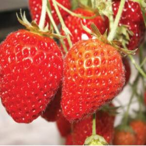 Cirafine Variété de fraise créneau remontante