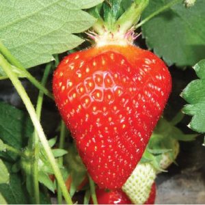 Clery Variété de fraise créneau très précoce