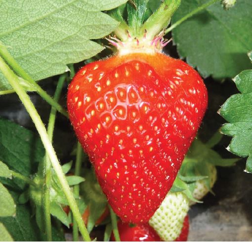 Clery Variété de fraise créneau très précoce