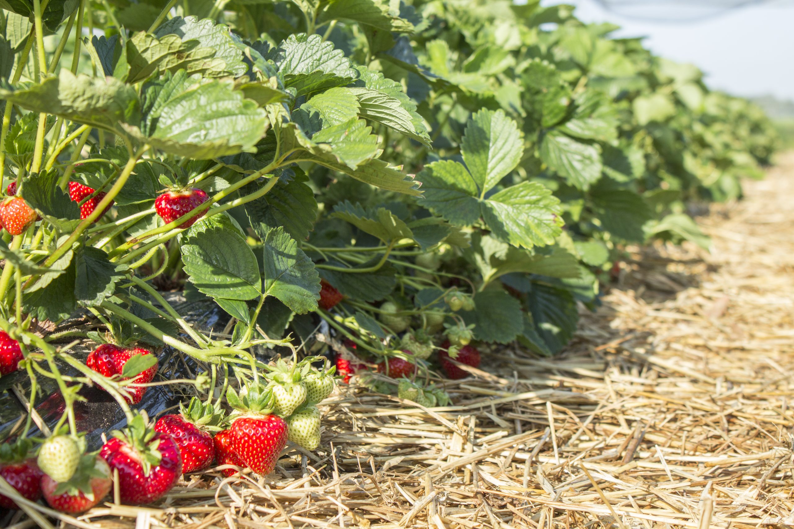 Dahli Variété de fraise créneau très précoce