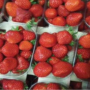 Dély Variété de fraise créneau très précoce