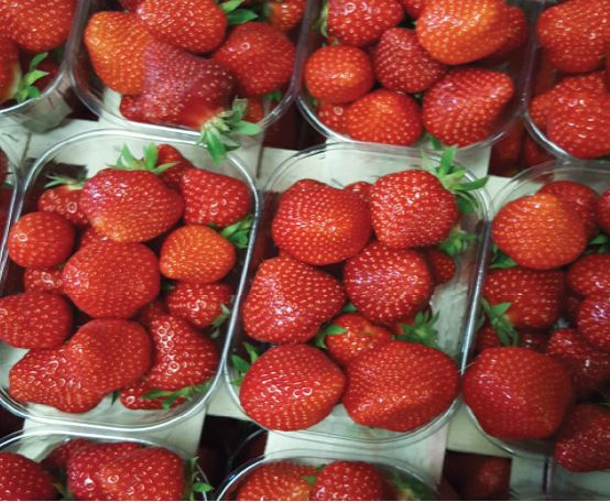 Dély Variété de fraise créneau très précoce