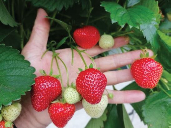 Falco Variété de fraise créneau mi-tardive