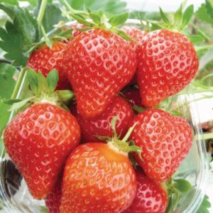 Favori Variété de fraise créneau remontante