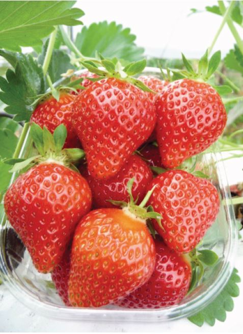 Favori Variété de fraise créneau remontante