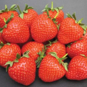 Fenella Variété de fraise créneau mi-tardive