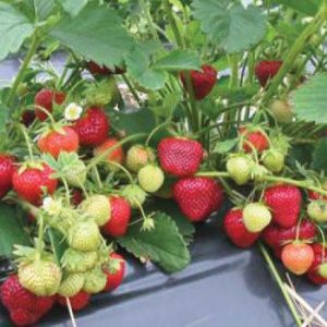 Honeoye Variété de fraise créneau très précoce