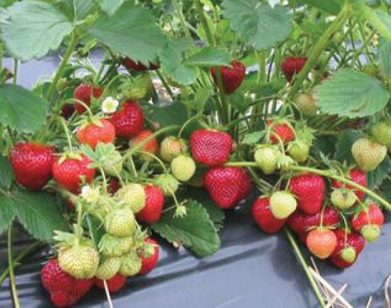 Honeoye Variété de fraise créneau très précoce