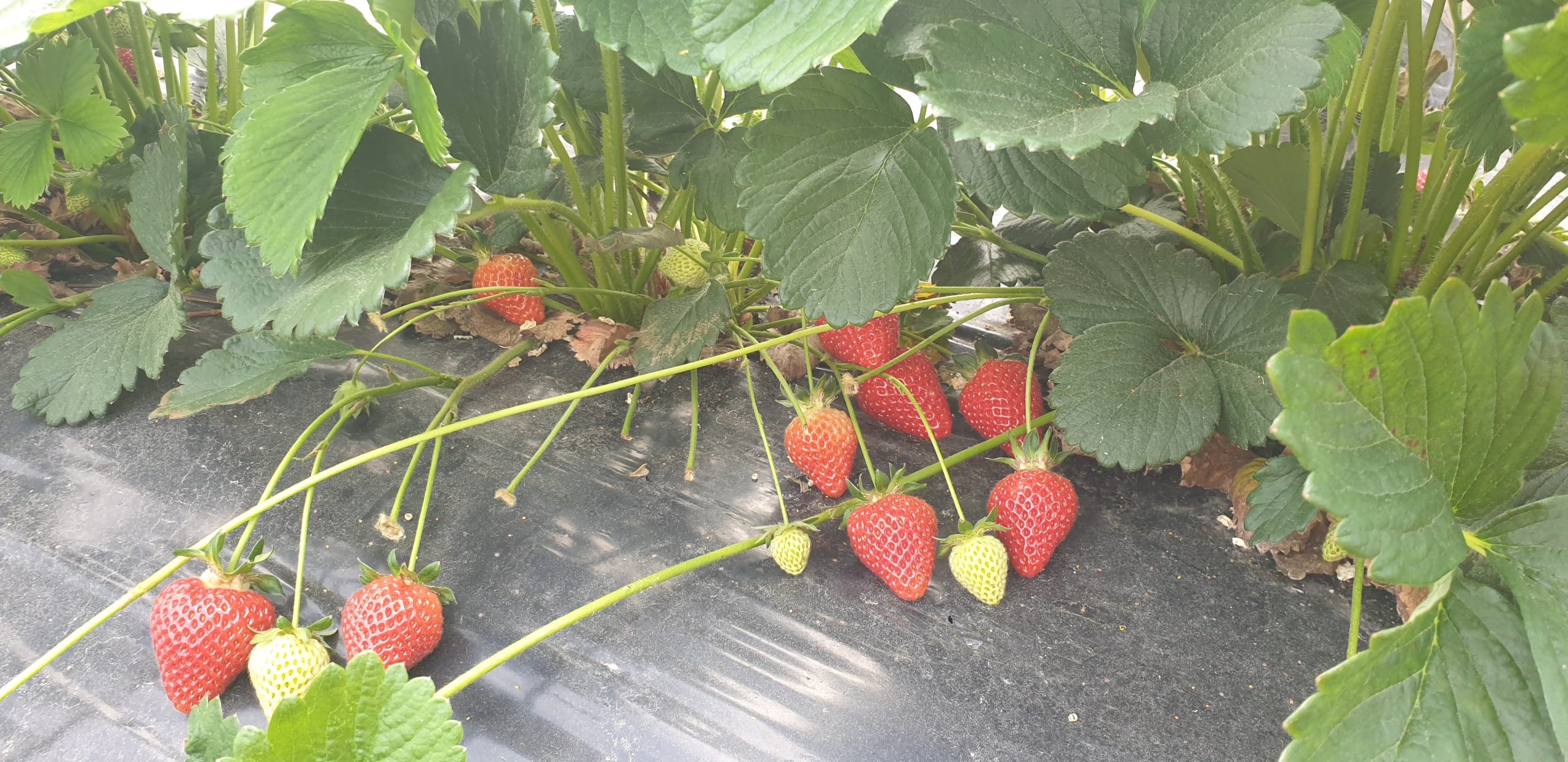 Jocelyne Variété de fraise créneau mi-saison