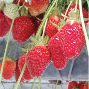 Joly Variété de fraise créneau mi-précoce