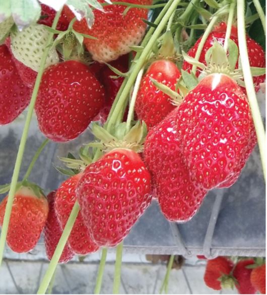 Joly Variété de fraise créneau mi-précoce