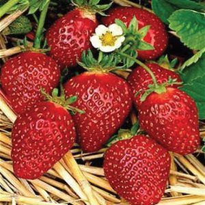 Korona Variété de fraise créneau mi-précoce