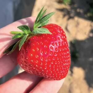 Magnus Variété de fraise créneau très tardive