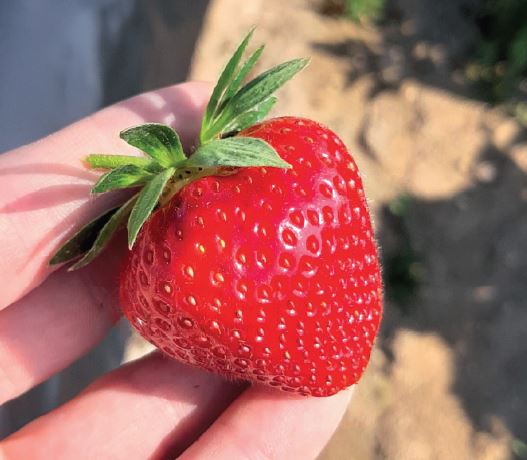 Magnus Variété de fraise créneau très tardive