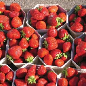 Malwina Variété de fraise créneau très tardive