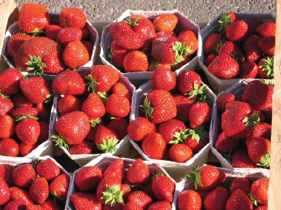 Malwina Variété de fraise créneau très tardive