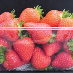 Murano Variété de fraise créneau remontante