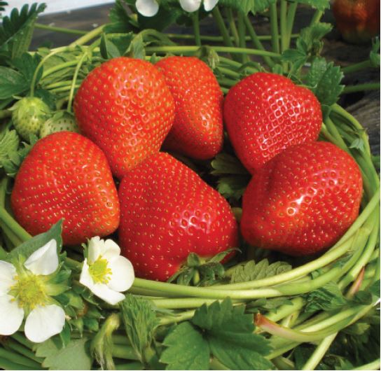 Rumba Variété de fraise créneau très précoce