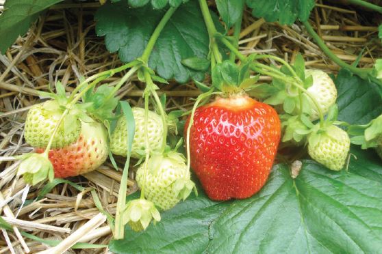 Salsa Variété de fraise créneau mi-tardive