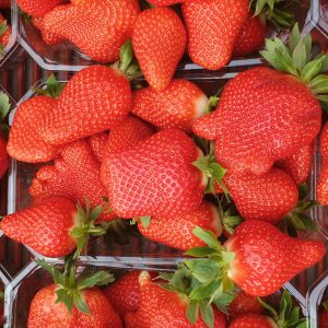 Sibilla Variété de fraise créneau mi-saison