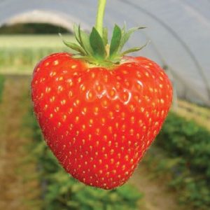 Sonata Variété de fraise créneau mi-saison
