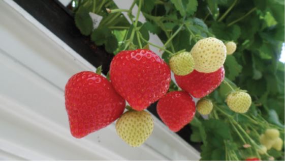 Sonsation Variété de fraise créneau mi-saison